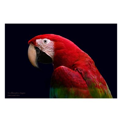 photographie portrait ara rouge sur fond noir