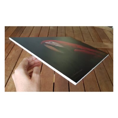 impression photographie ara rouge sur support solide en pvc, détail de la tranche et épaisseur